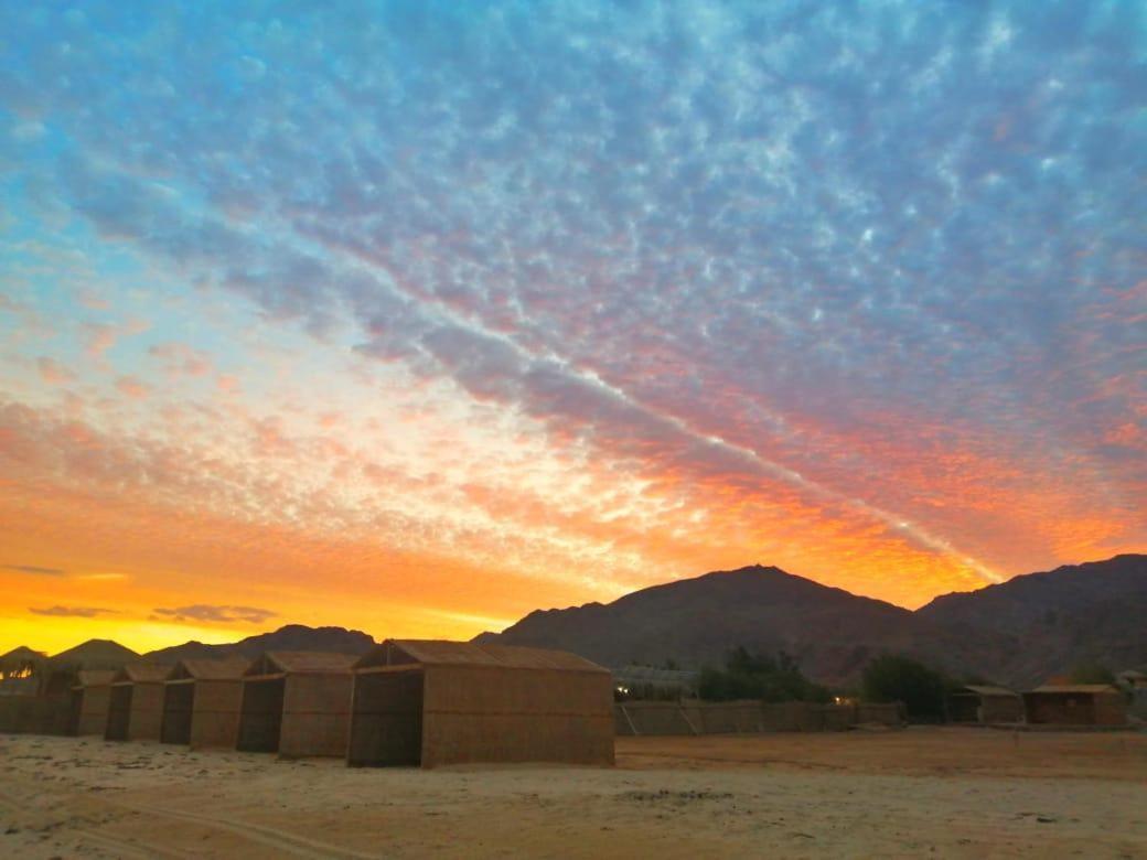 Sayal Camp Luxury tent Taba